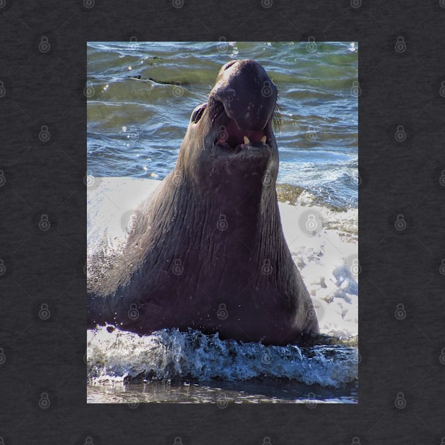 Elephant seal roaring by Photography_fan